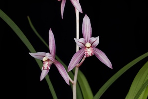 Cymbidium ensifolium Shi Zhong Hong AM/AOS 84 pts.